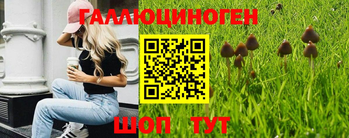 Всеволожск  Галлюциногенные грибы Psilocybine cubensis  Вход с VPN 